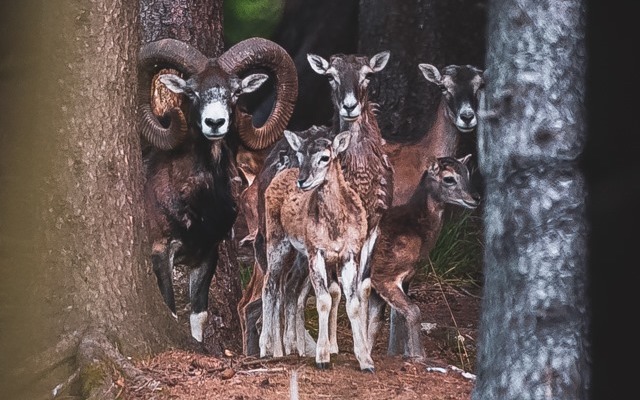 Kadr dnia: kierdel muflonów bada, czy wszystko spoko
