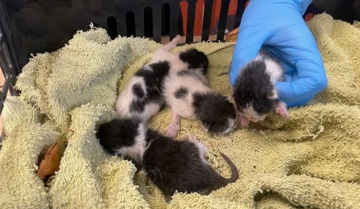 Osiek: dwóch chłopców uratowało porzucone kociaki i sprawnie zorganizowali pomoc