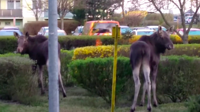 Bydgoszcz: jakieś łosie chodzą po mieście całą rodziną