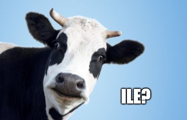 Kaczyński obiecuje w Kadzidle: 500 złotych na każdą krowę i 100 na tucznika