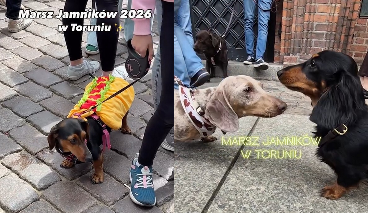 Przez Toruń przeszła parada jamniczków, setki krótkich nóżek pląsały po starówce