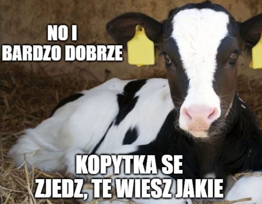 Niemcy przygotowują podwyżkę cen mięsa, jaj, serów i mleka
