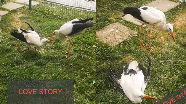 Bocian Radzio nie odlatuje na zimę, zostanie przy niepełnosprawnej bocianicy Radzi