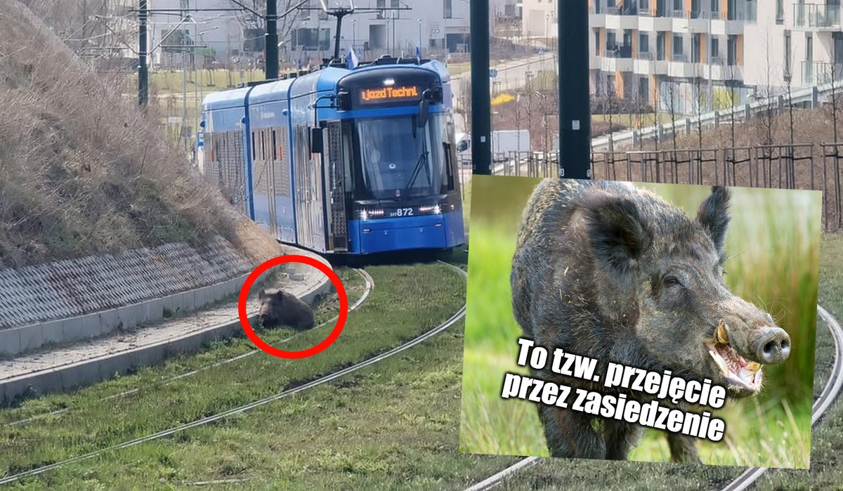 Kraków: ruch tramwajowy został zablokowany przez dzika, który klapnął sobie wygodnie na torach