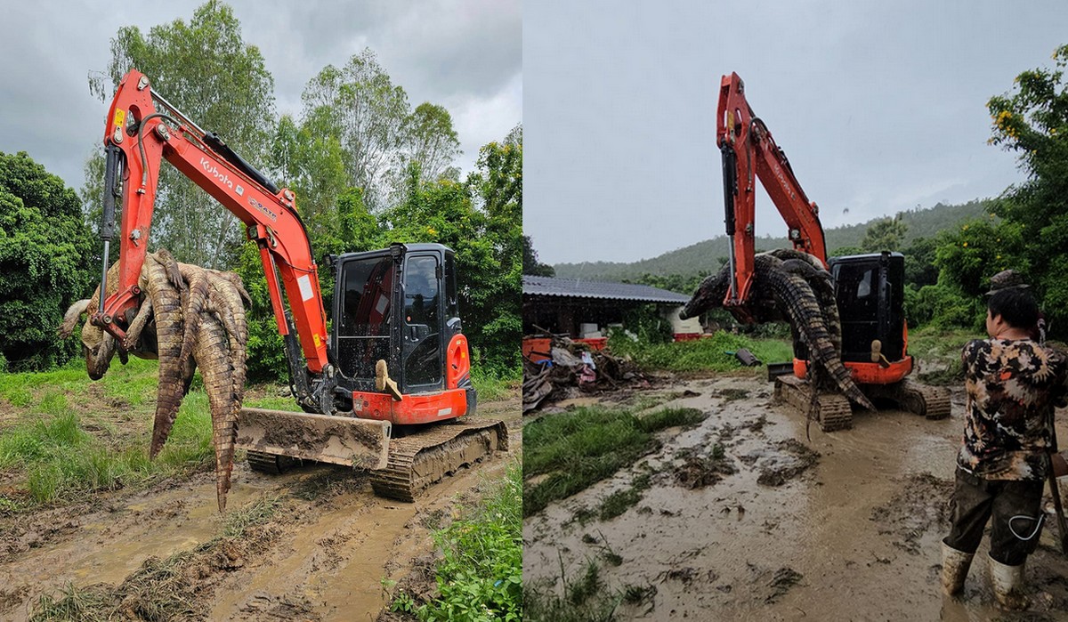Tajlandia: pani śmiertelnie poraziła prądem 125 krokodyli, nie chciała, żeby uciekły w czasie powodzi