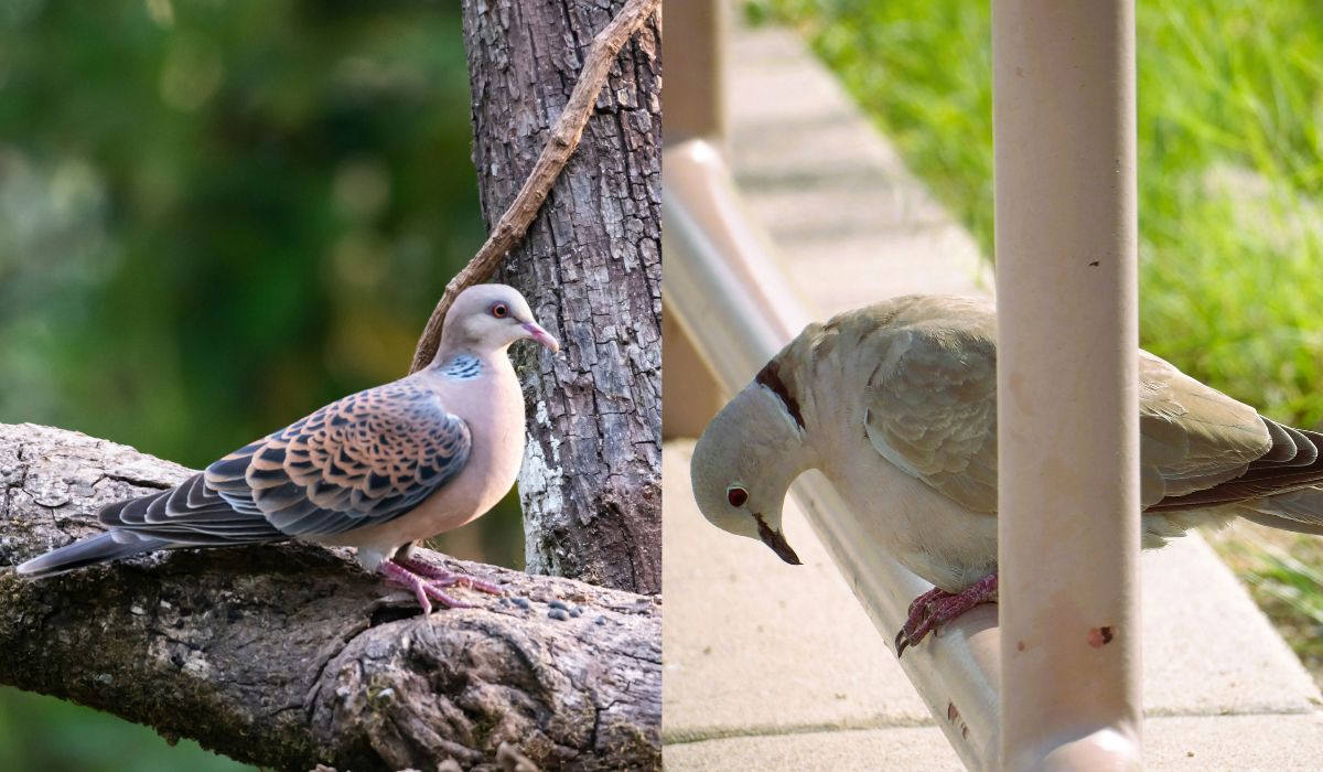 Chociaż rasa najmniejszych polskich gołębi jest na granicy wymarcia, zezwolono na ich odstrzał