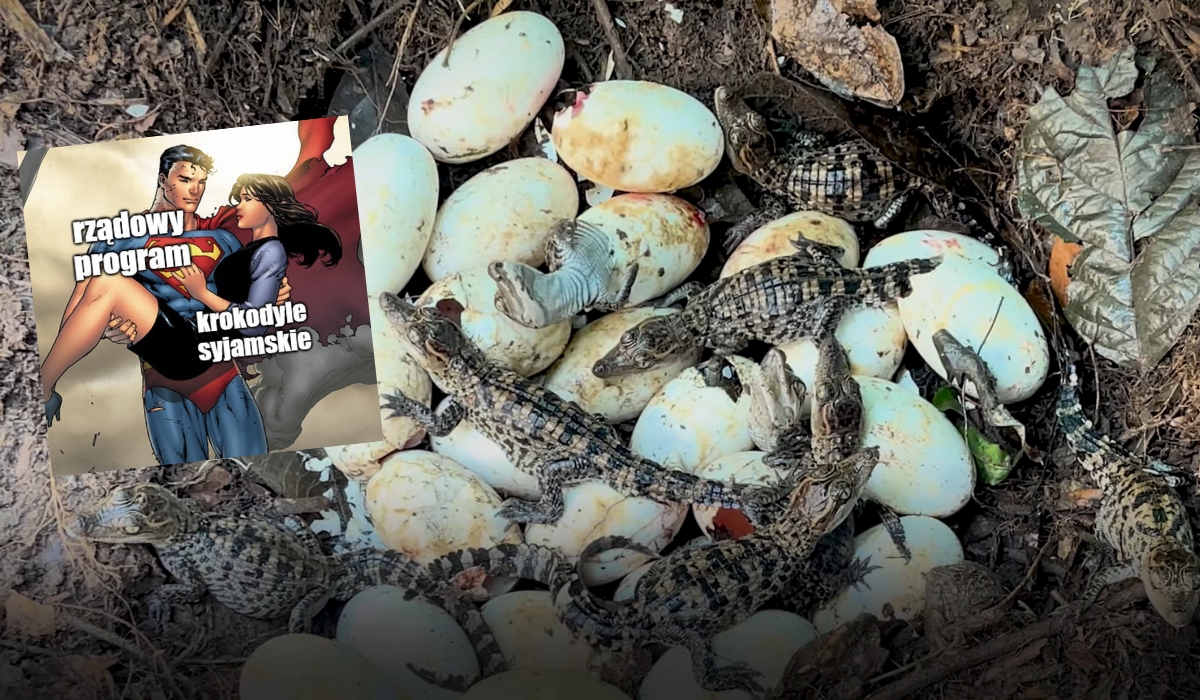Krytycznie zagrożony wyginięciem krokodyl syjamski chwilowo uratowany: 60 młodych wykluło się w Kambodży
