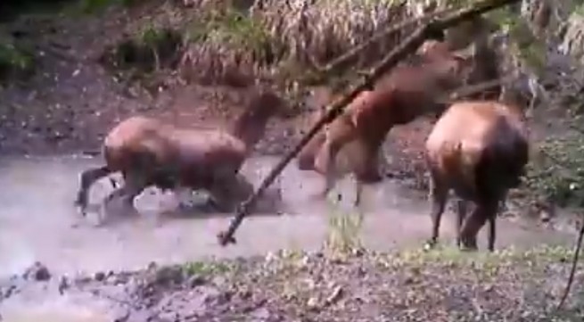 Las: spadł wreszcie deszcz i niektórzy nie wiedzą jak się nacieszyć, normalnie zwierzęta