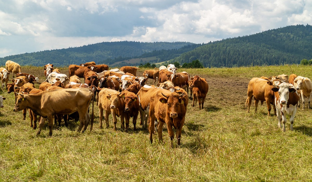 Holandia chce, żeby rolnicy porzucili hodowlę zwierząt przez "kryzys azotowy"