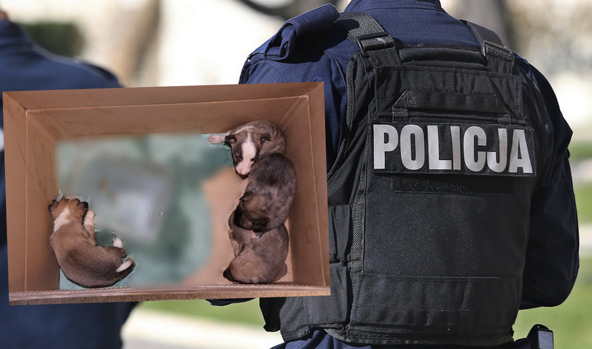 Drzewica: ktoś podrzucił policji worek ze szczeniakami, teraz odpowie za znęcanie