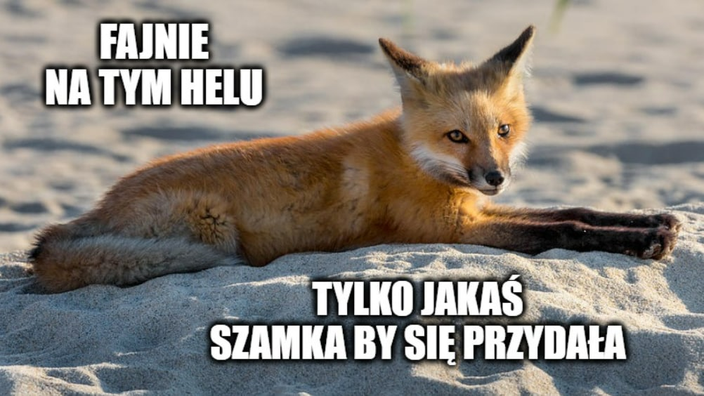 Lisek dostarcza zakupy na Helu, również na plażę albo do kampera