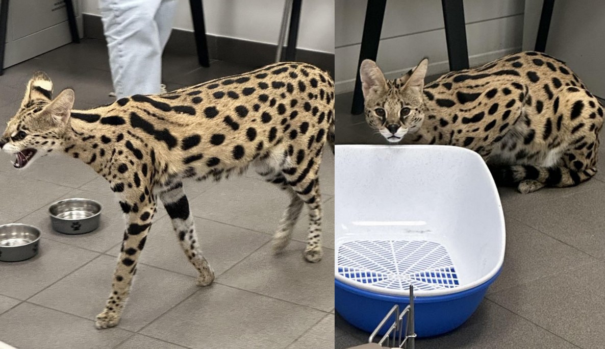 Kobieta na granicy chciała przemycić żywego serwala i udawała, że to zwykły kotek