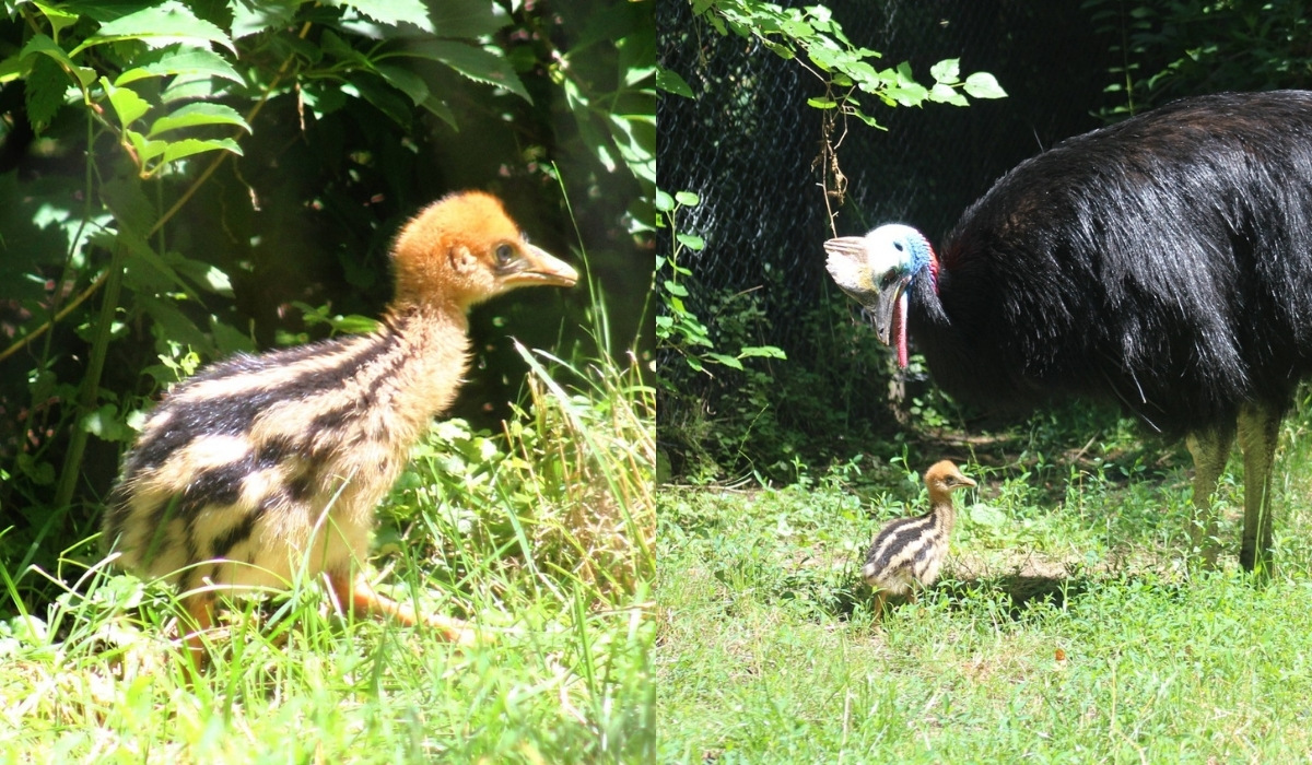 Warszawa: w zoo wykluł się kazuar hełmiasty, wygląda jak przypakowana kaczuszka i będzie wychowywany przez tatę