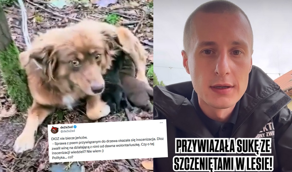 Pies i szczeniaczki przywiązane do drzewa w lesie okazały się ustawką