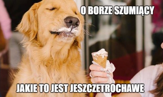 Prognozy rynku lodów: wegańskich będzie dwa razy więcej, rządzą japońskie wynalazki