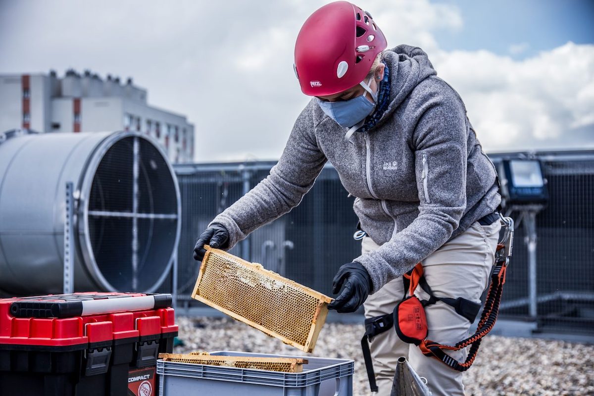 Katowice: miejskie ule na dachach okazały się sukcesem i teraz miasto ma dobry miodek