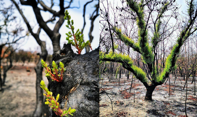 Być może chcesz zobaczyć, jak przyroda w Australii odżywa po pożarze i też troszkę odżyjesz