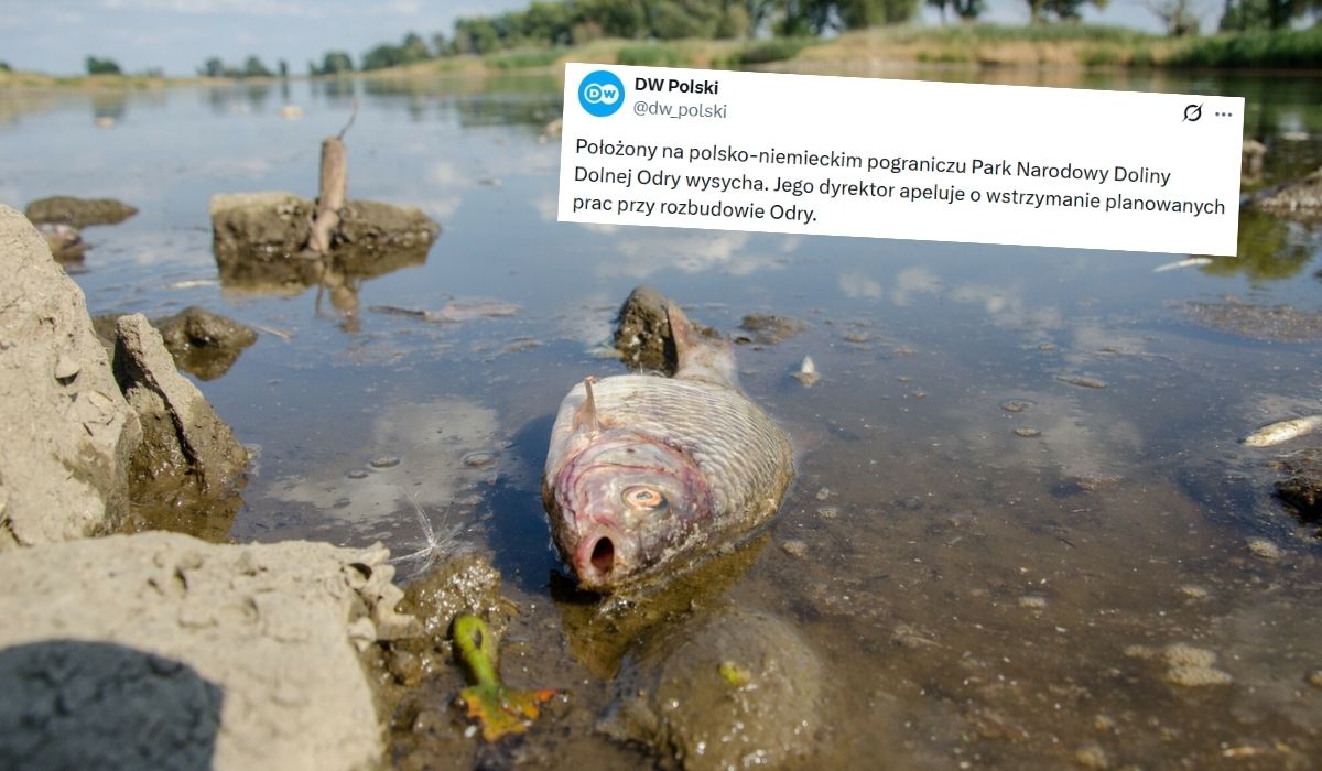 Niemcy proszą Polskę o współpracę przy ratowaniu Odry i parku narodowego