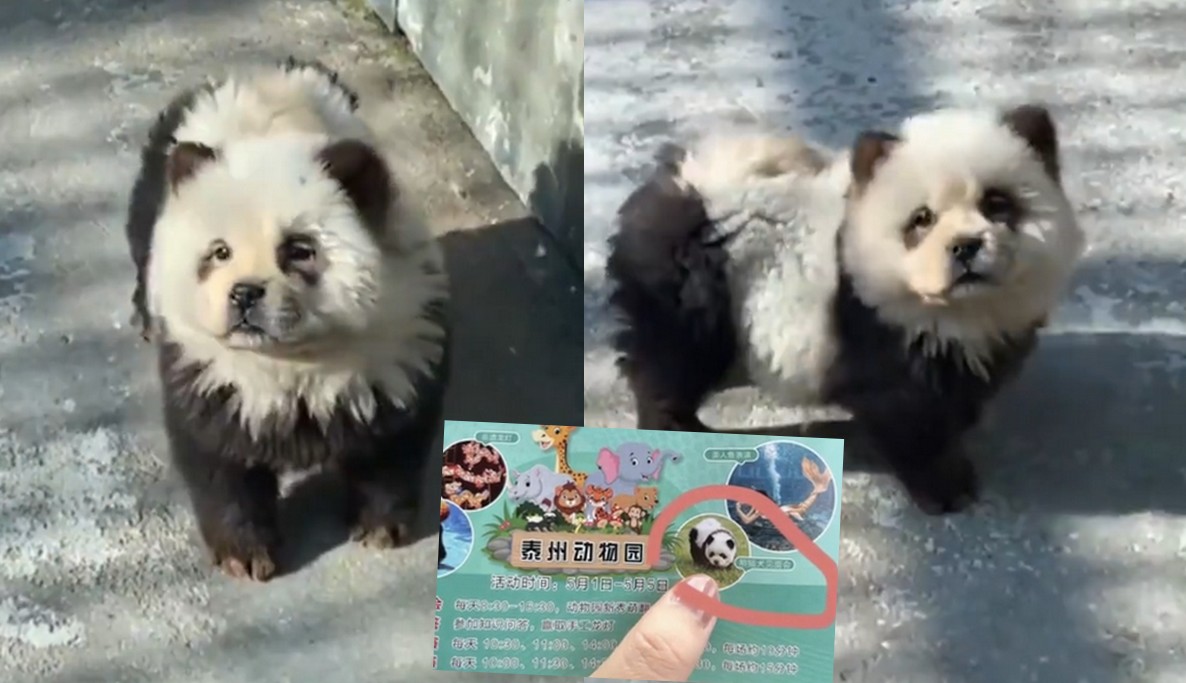 Chiny: w zoo brakowało pand, więc przefarbowano na nie psy