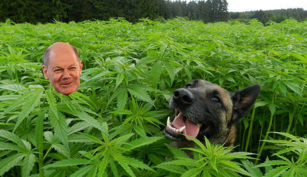 Niemcy stawiają na zielone i legalizują marihuanę, legalnie będzie można zapalić od 1 kwietnia