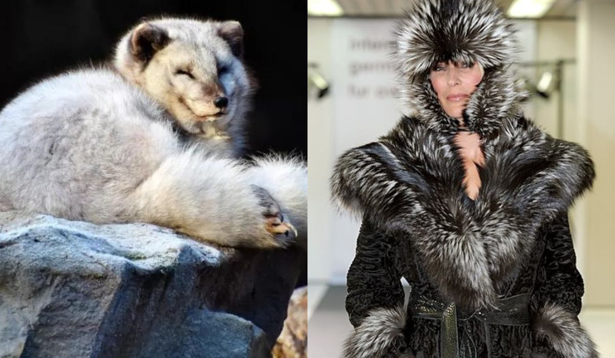 Kalifornia jako pierwszy stan w USA zakazała sprzedaży futer