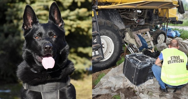 Psina straży granicznej wywąchała 50 000 papierosów sprytnie skitranych w kombajnie