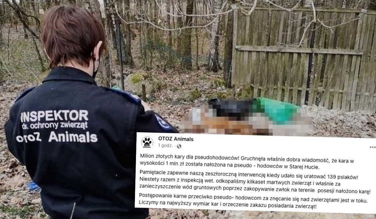 Twórcy psiej hodowli w Starej Hucie, w której zwierzęta masowo cierpiały, dostali okrągły milion kary