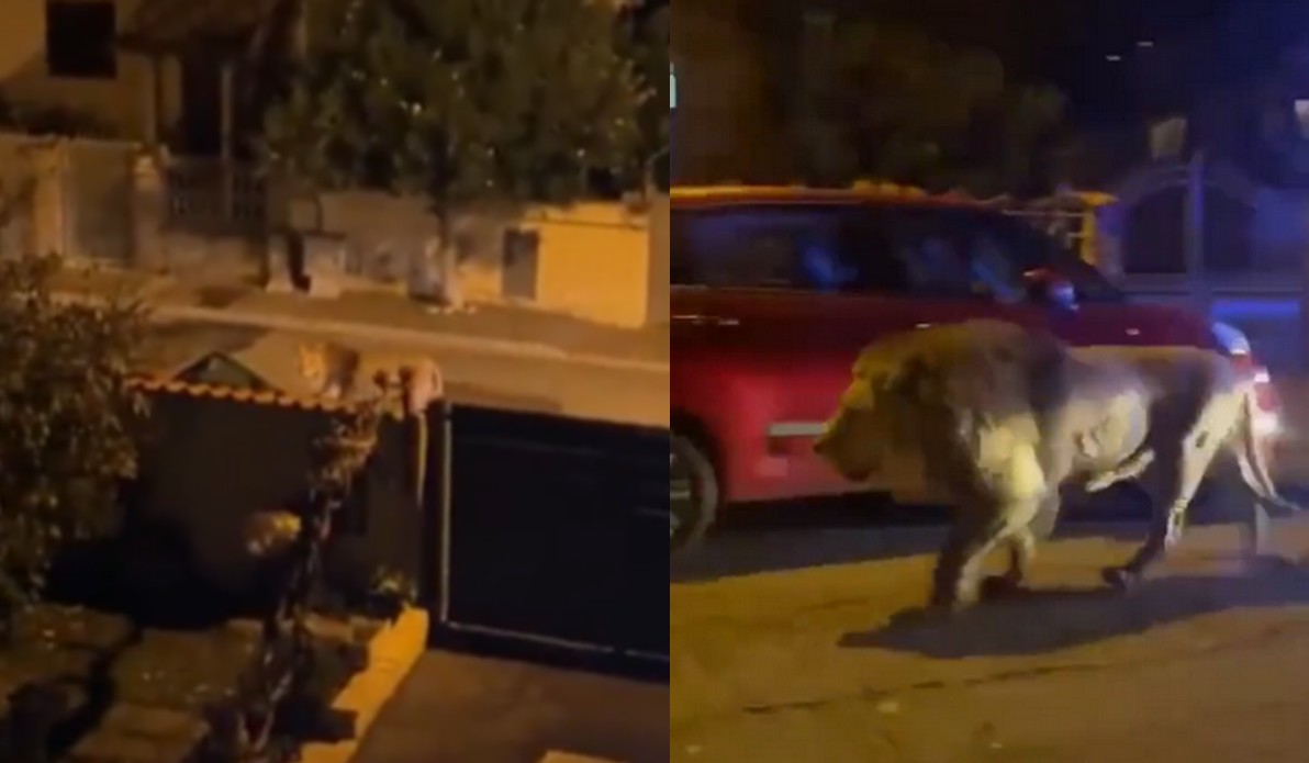 Lew zwiał z cyrku niedaleko Rzymu i chodził sobie po ulicach