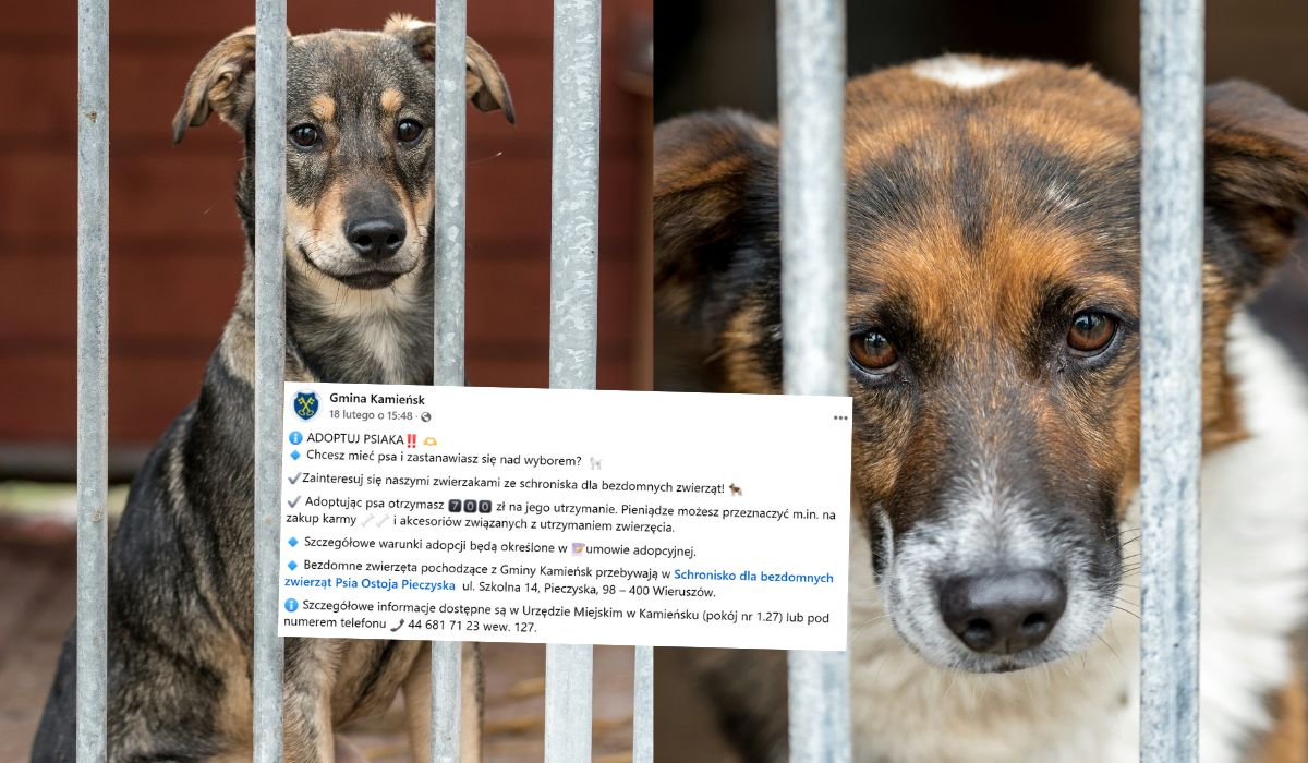 Kamieńsk przetestuje program 700+ na czworonoga, będzie skierowany do osób adoptujących zwierzęta