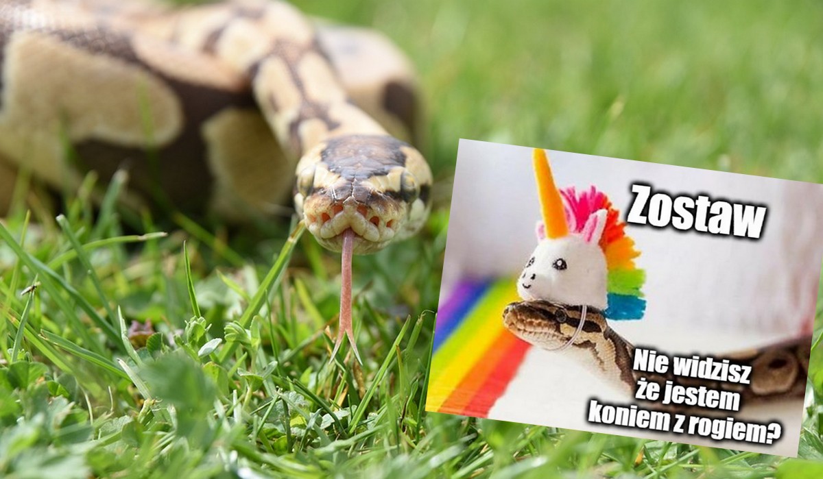 Floryda: rozpoczęto Wielkie Polowanie na Pytony, śmiałkowie będą walczyć z inwazyjnymi gatunkami węży