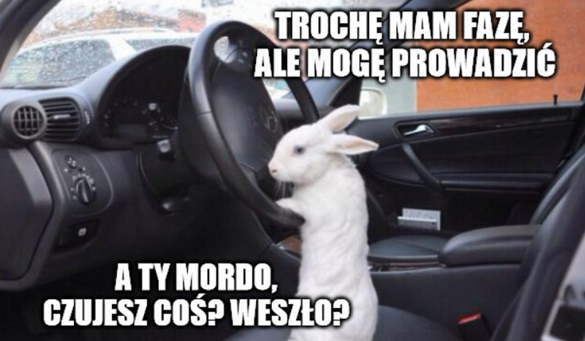 Belgia zrobiła badanie i wyszło, że aż jedna piąta kierowców jeździ pod wpływem narkotyków