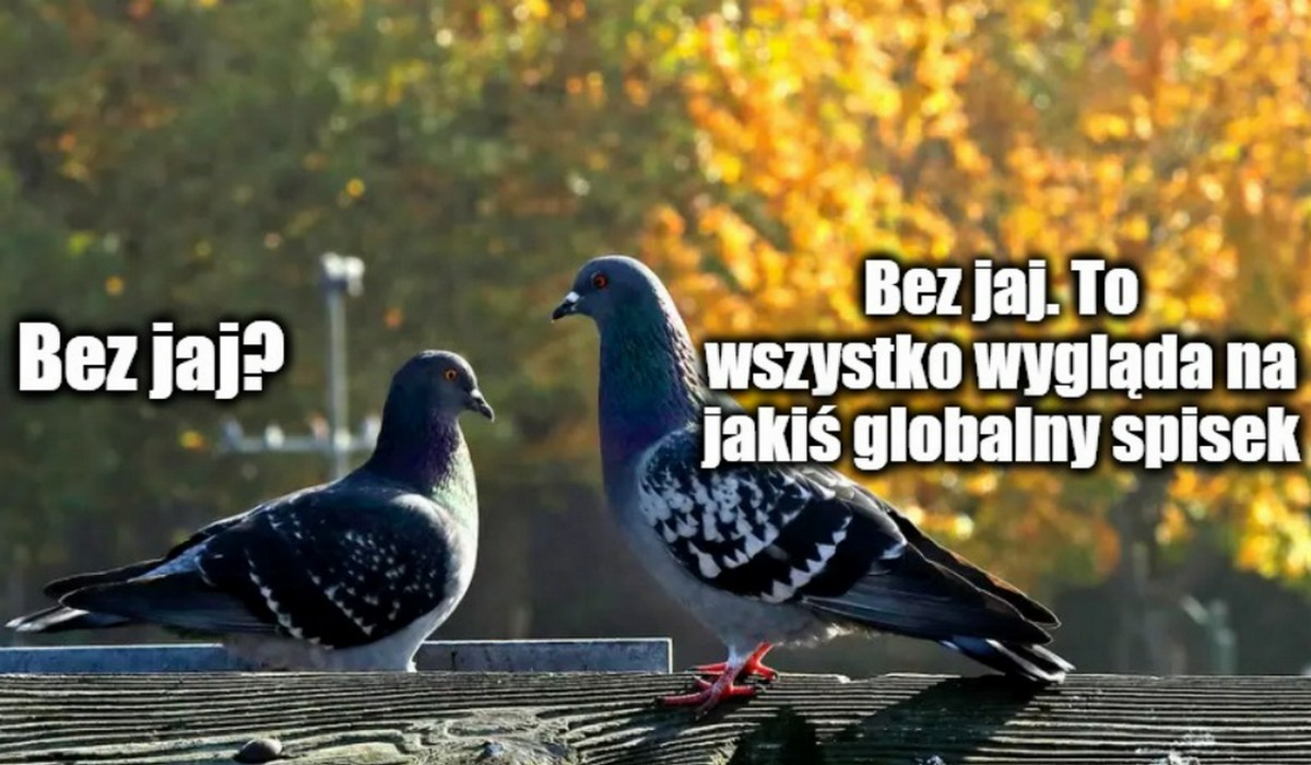 Belgia chce walczyć z nadmiarem gołębi, dorzucając tabletki antykoncepcyjne do karmników