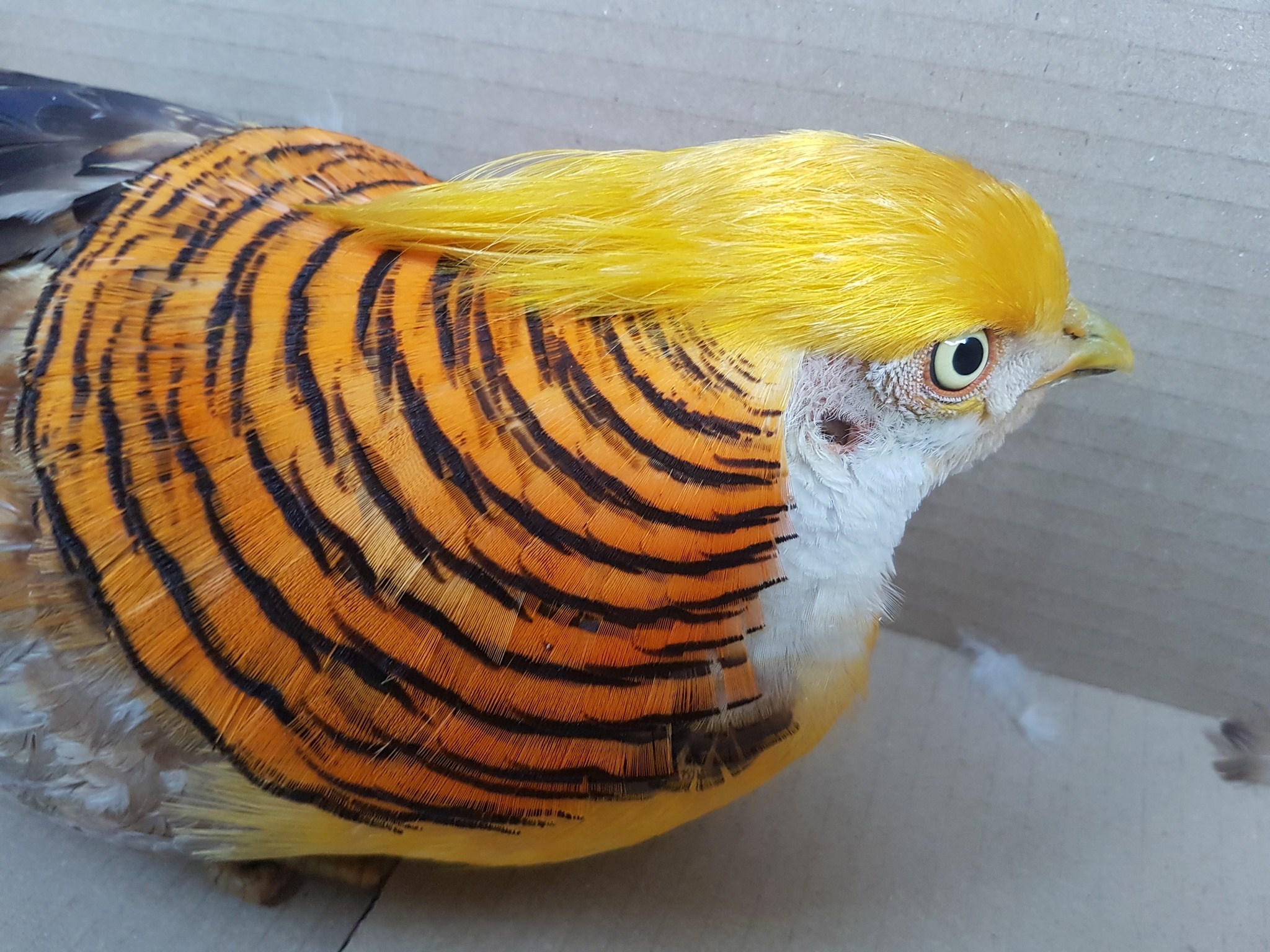 Lublin: bażant Donald czeka na właściciela w schronisku, wygląda, jakby miał zaatakować Iran