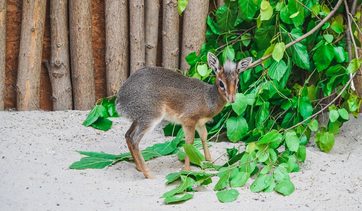 Wrocław: urodziła się miniaturowa antylopa, która jest przesłodziakiem
