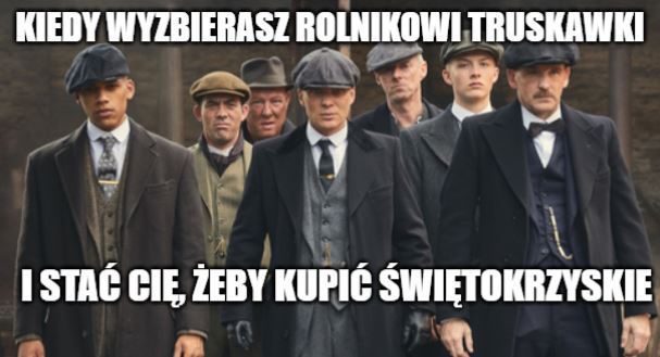 Puławy: truskawki stały się tak cenne, że coraz częściej plantatorzy są okradani