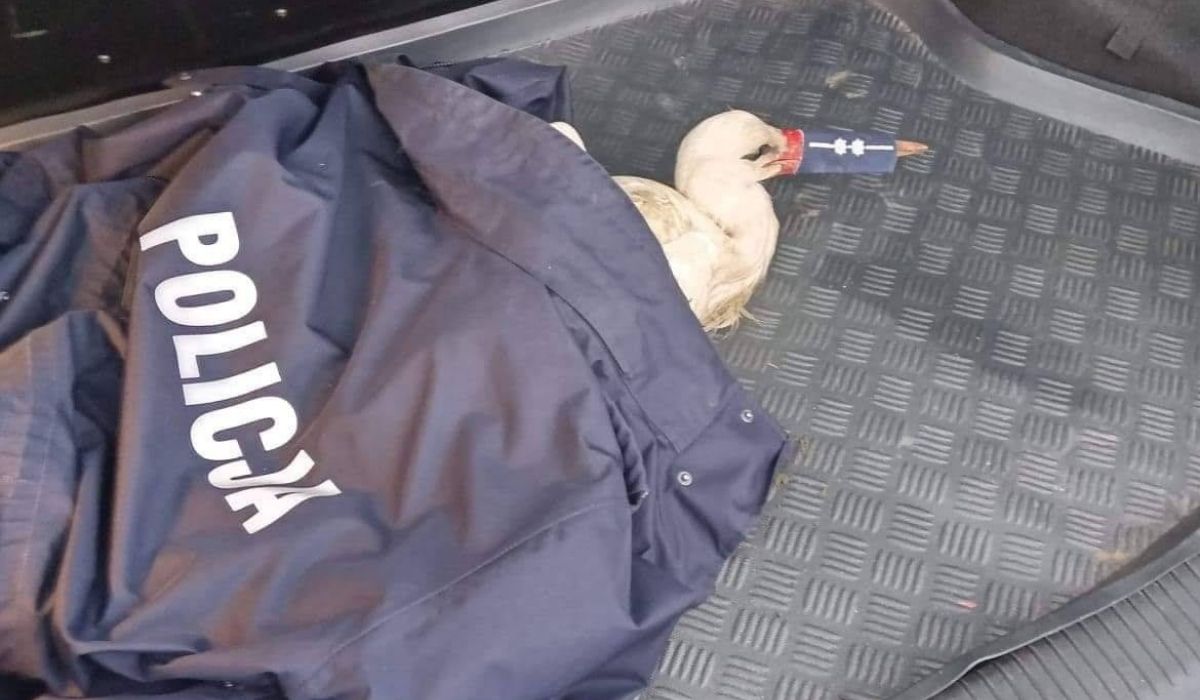 Opoczno: policjanci zawinęli rannego bociana i sprawnie zakneblowali pagonem