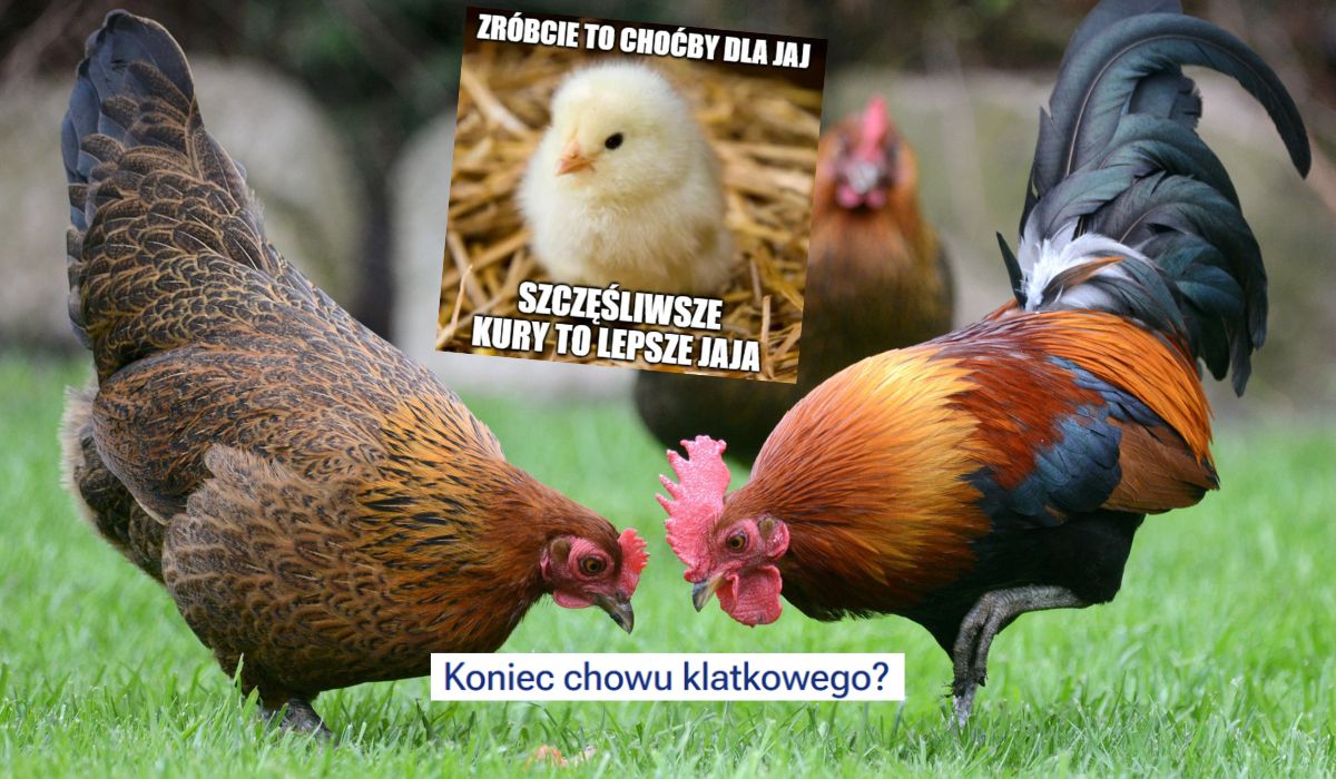 Decyduje się los kur w Europie, chów klatkowy może zostać całkowicie zakazany