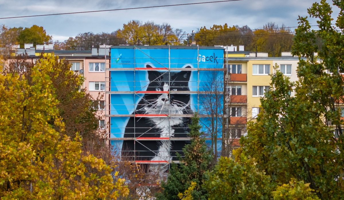 Szczecin: zasłużony dla miasta kot Gacek został uhonorowany muralem