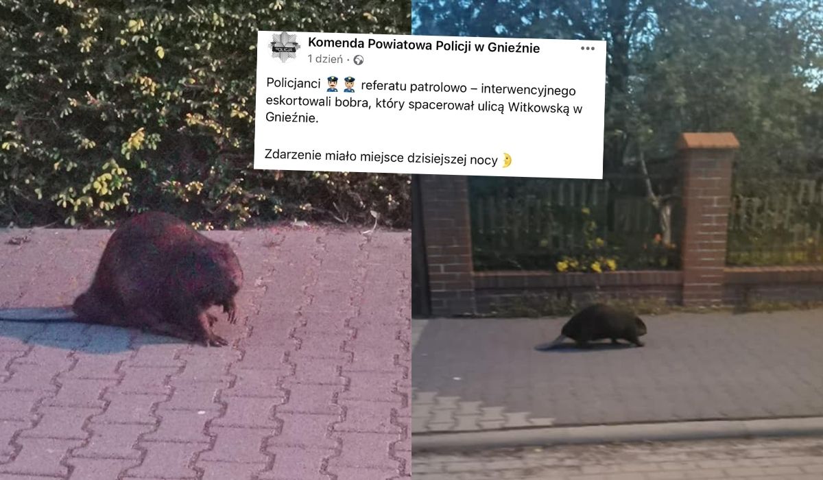 Bóbr harcował na ulicach Gniezna. Opuścił miasto pod eskortą policji
