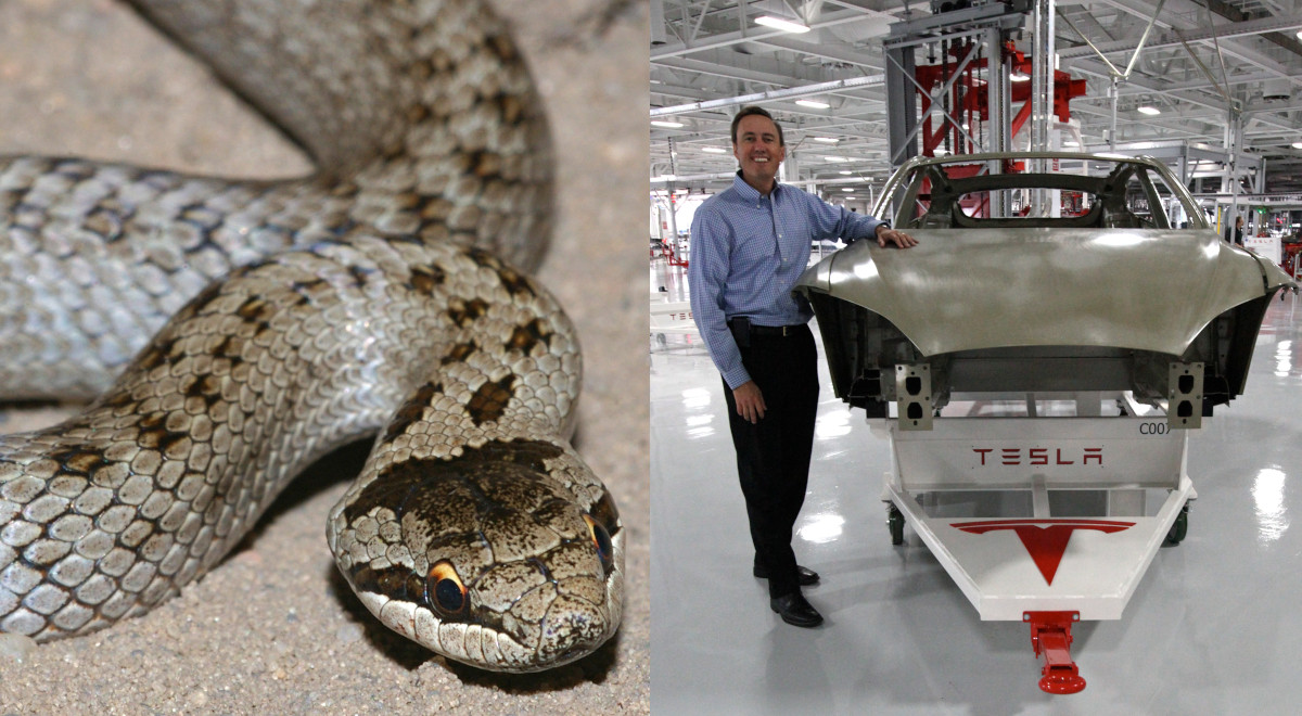 Budowa fabryki Tesli pod Berlinem wstrzymana. Na placu budowy śpią zahibernowane węże