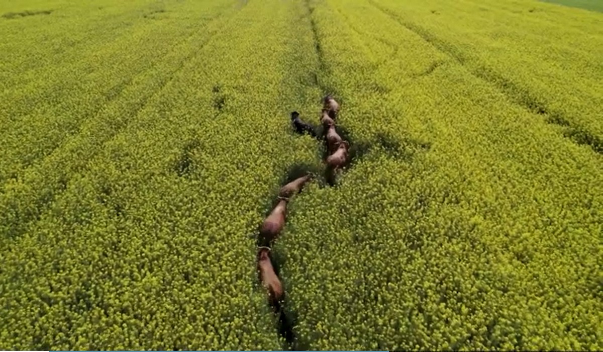 Stary Las: stado byków postanowiło uciec z zagrody i zwiedzić okolicę