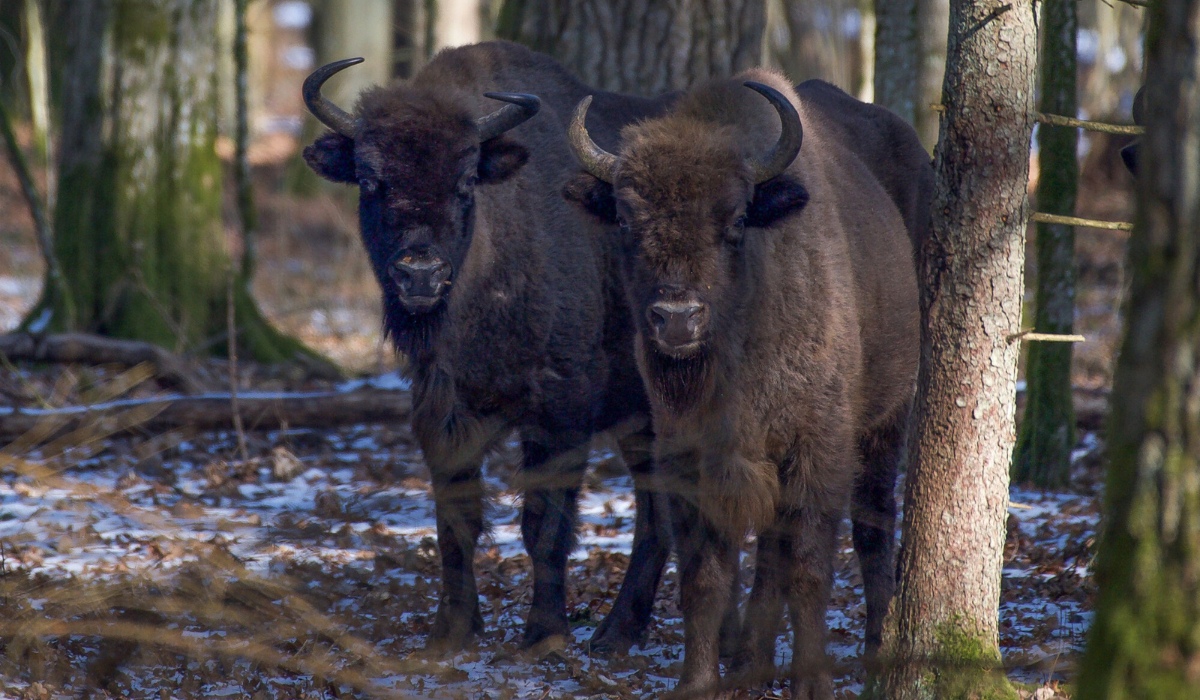 Populacja żubrów w Puszczy Białowieskiej zwiększyła się i to do rekordowej liczby