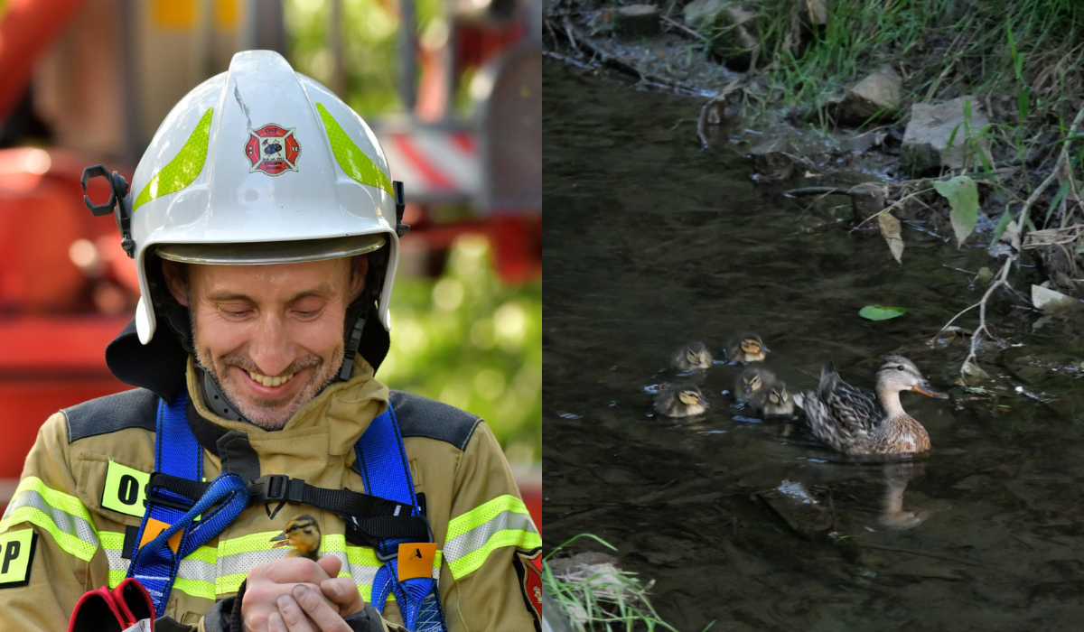 Rzeszów: kaczka w kryzysie mieszkaniowym założyła gniazdo w dziupli, trzeba było ratować kaczątka