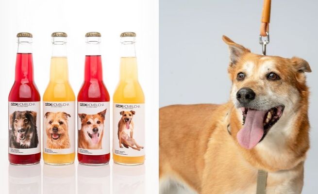 Kraków: kawiarnia sprzedaje napoje ze zdjęciami psów do adopcji 