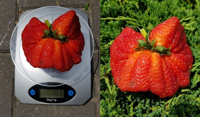 Puławy: wyłoniono najdorodniejszą truskawę sezonu, i zaiste, dorodna jest i masywna