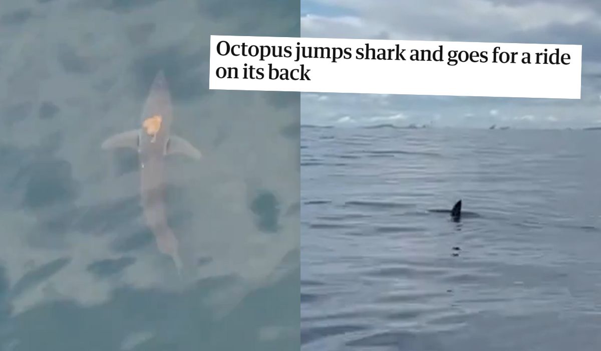 Nowa Zelandia: naukowcy zaobserwowali ośmiornicę dosiadającą rekina