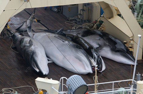 Japonia chce wznowić komercyjne połowy wielorybów