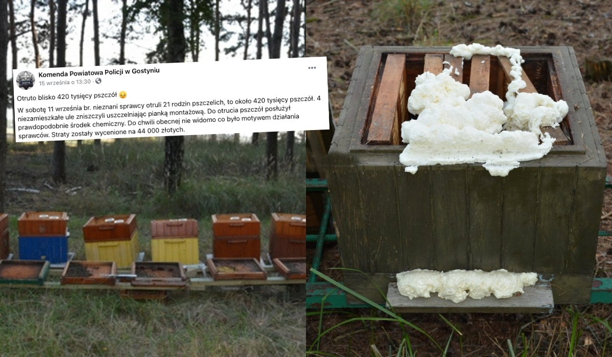 Wielkopolska: policja zatrzymała truciciela pszczół, który zabił 420 tysięcy owadów