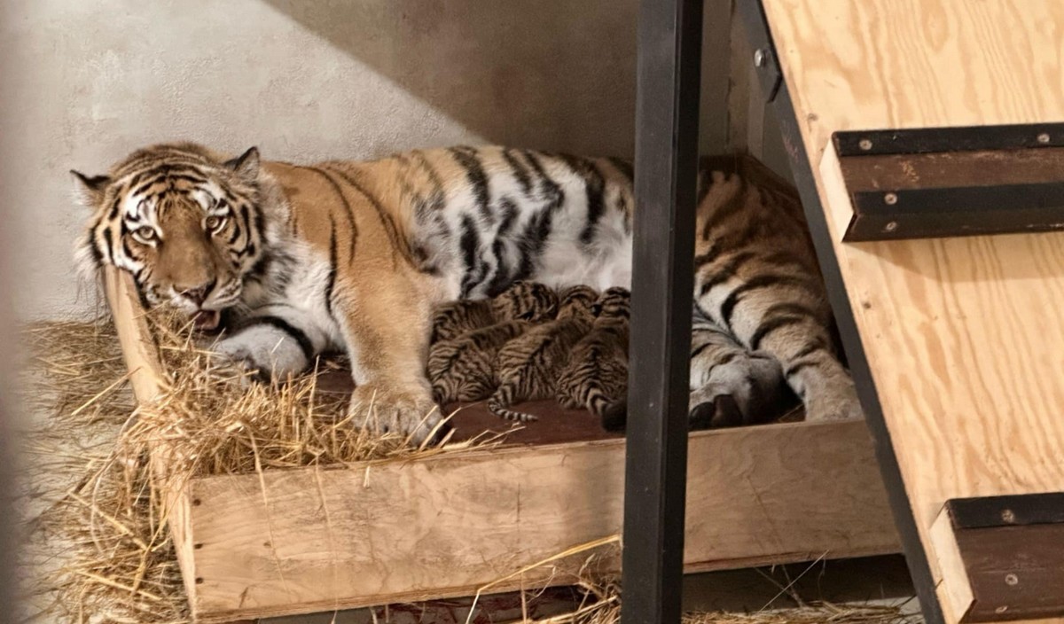 Płock: w zoo urodziły się cztery tygrysiątka, cieszą tym bardziej, że należą do zagrożonego gatunku