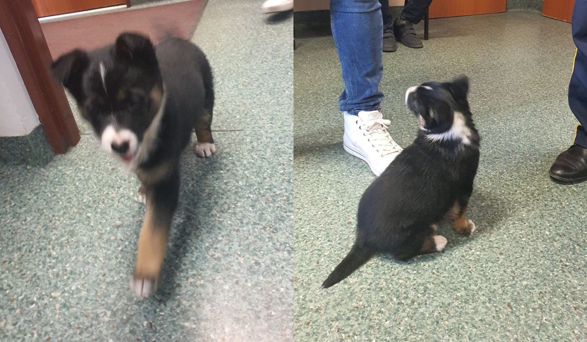 Szczecin: ktoś porzucił szczeniaka w lesie, na ratunek ruszył bohaterski kierowca PKS